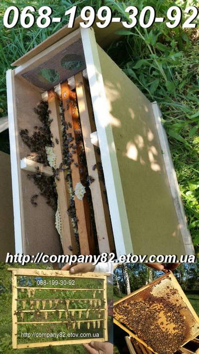 Пчёлы породы Карпатка. Пчеломатки, Пчелопакеты, продукция пчеловодства