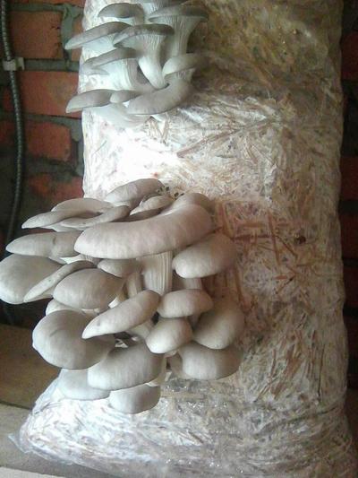 Реализуем грибные брикеты вешенки