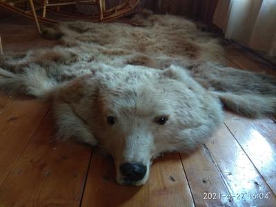 Продаётся шкура бурого камчатского медведя!