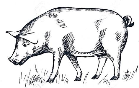 Потрібен животновод на свиноферму