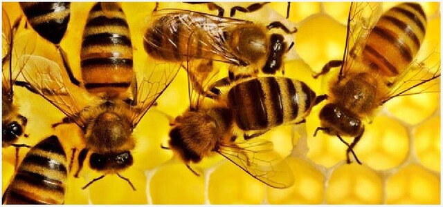 Бджолосім’ї, рої, відводки.