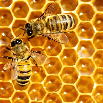 Бджолосім"ї продам недорого, без вуликів