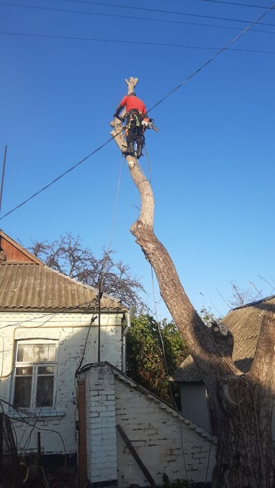 Спил дерев у Києві за вигідною ціною.