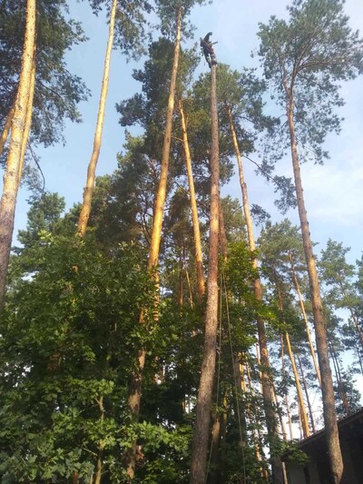 Професійний спил дерев у Києві та Київській області