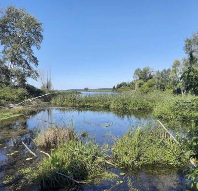 Продам землю сільськогосподарського призначення Бориспільський, Головурів, Головурів