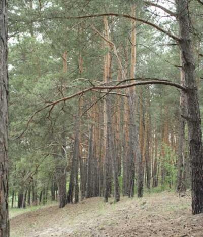 Продам землю комерційного призначення Обухівський, Старі Безрадичі, Старі Безрадичі