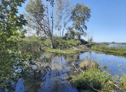 Продам землю сільськогосподарського призначення Бориспільський, Вороньків, Вороньків