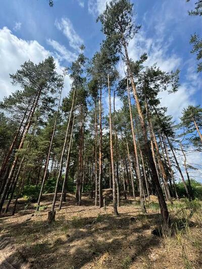 Продам ділянка під житлову забудову Бориспільський, Проців, Хутірська