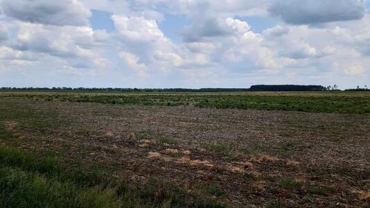 Продам землю сільськогосподарського призначення Бориспільський, Головурів, Головурівський с/о