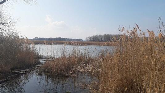 Продам землю сільськогосподарського призначення Бориспільський, Вороньків, Вороньківська с/р