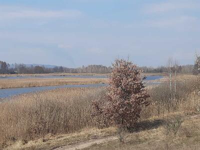 Продам землю сільськогосподарського призначення Бориспільський, Головурів, Головурівський с/о