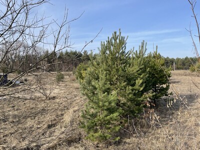 Продам ділянку 0.2279 га під забудову, с.Богданівка, Київська область
