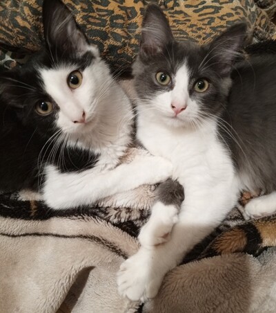 ВІДДАМ КОШЕНЯТ.