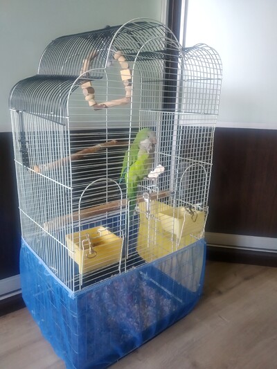 Дівчинка Квакер Монах