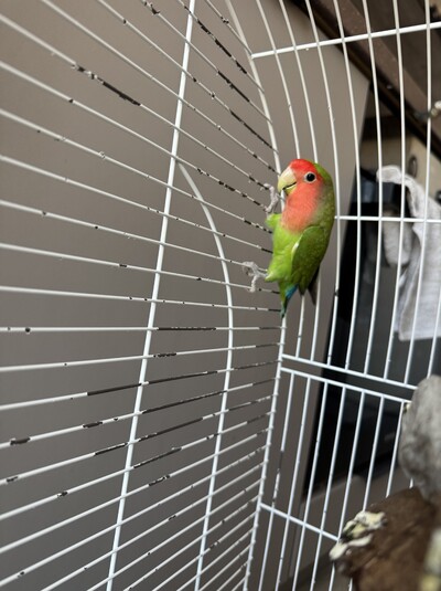 Віддам папугу Нерозлучнік ( разом с з кліткою)
