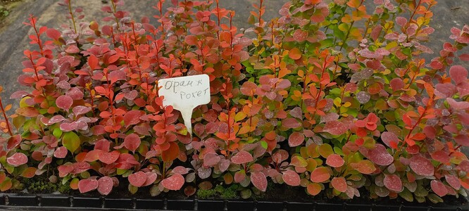 Вкорінені живці гортензій, барбарисів та хвойних