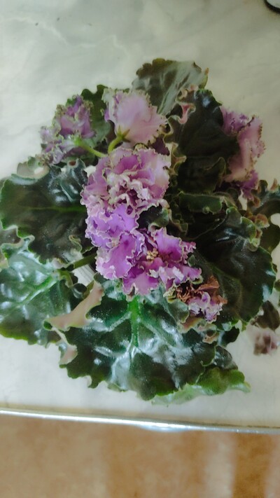 Продам квітучу фиалку