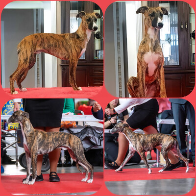 Уиппет, молодые кобели на продажу