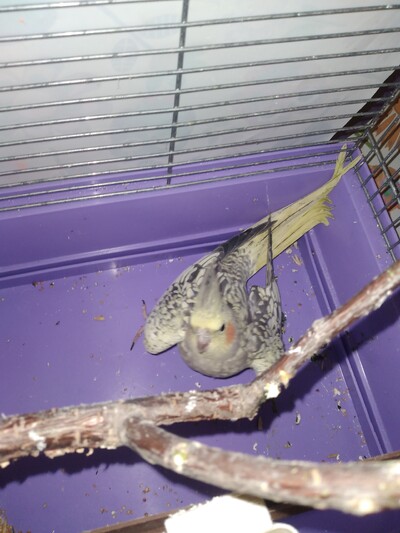 Попугай Корел 3 месяца