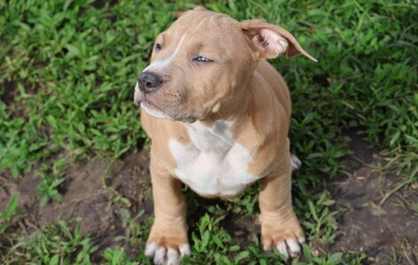 Цуценята Американський Стафордширський тер'єр