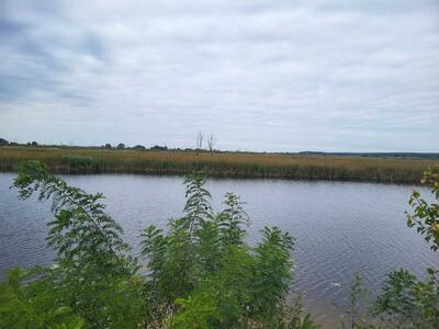 Продам землю сільськогосподарського призначення Бориспільський, Вороньків, б/н