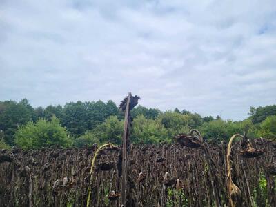 Продам землю сільськогосподарського призначення Бориспільський, Головурів, б/н