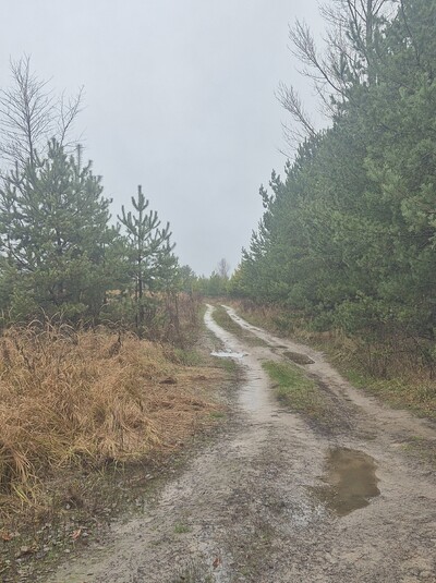 Продам 12сот біля лісу,дешево.