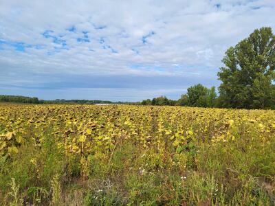 Продам землю сільськогосподарського призначення Бориспільський, Вороньків, б/н
