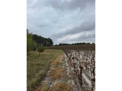 Продам землю сільськогосподарського призначення Вишгородський, Литвинівка, Нова