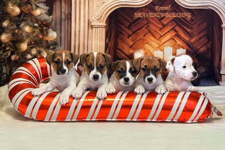 Цуценята Джек Рассел терʼєра, розплідник КСУ