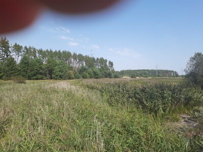 Литвинівка, 6 га, ОСГ, з лісом на ділянці