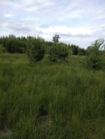 Вища Дубечня, 2 га, ОСГ. Шикарне місце!