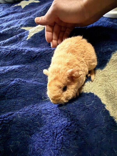 Морська свинка  ( 17.01.26 д.н.)