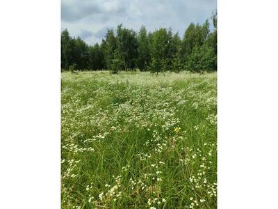 Продам землю сільськогосподарського призначення Бучанський, Озера, Нова