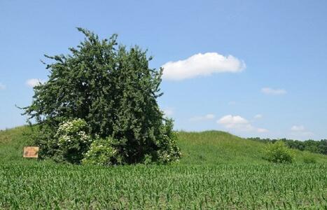 Продається ділянка. Київська область, Переяславське, вулиця Райдужна