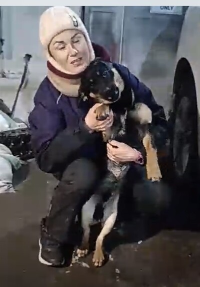 Ласкавий молодий пес шукає нову родину