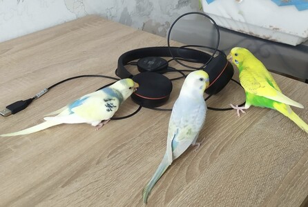 Хвилястий папужка шукає хазяїна