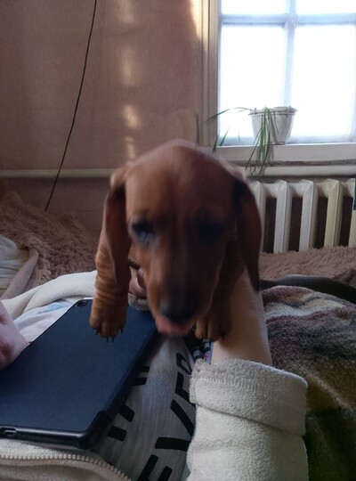 Продам щенків такси