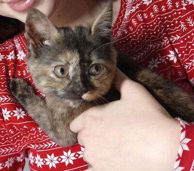 Індивідуальна перетримка/передержка, зооготель