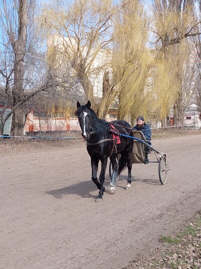 Пропоную роботу конюха