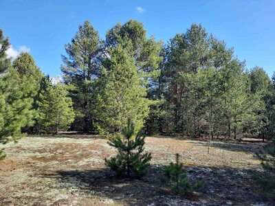 Любимівка, 6 га з лісом, ОСГ. Супермісце