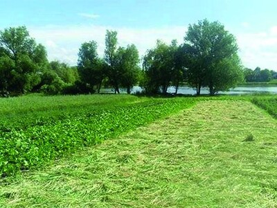 Продаж земельної ділянки, с. Мар’янівка, Білоцерківський р-н, Київська обл.