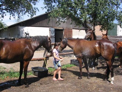 Робота конюхом з проживанням (навчимо)