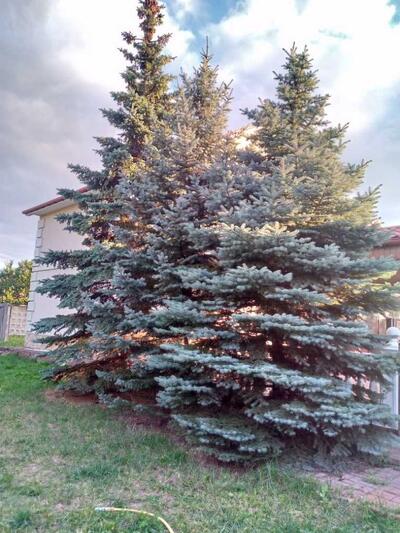 Сдам долгосрочно 3-к cottage Киев, Дарницкий, Центральная ул.