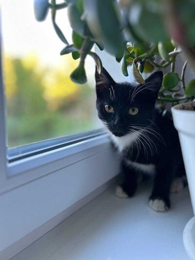 Кошенята шукають свій дім