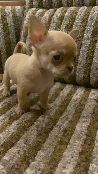 Продам чихуахуа