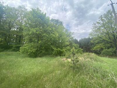 Ділянка біля соснового лісу!