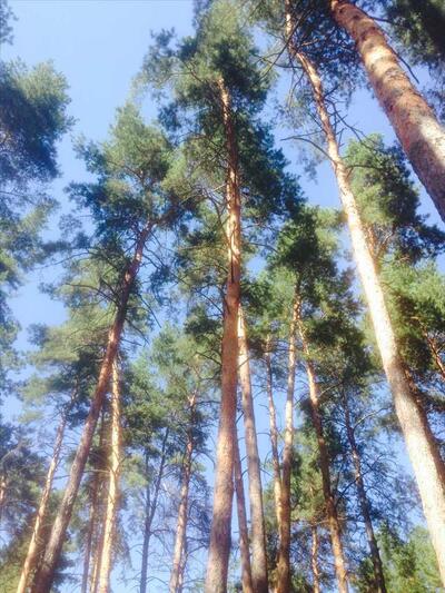 Найкраща ділянка у Вакуленцях!