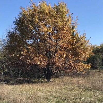 Земельна ділянка 12 соток в Петрівці