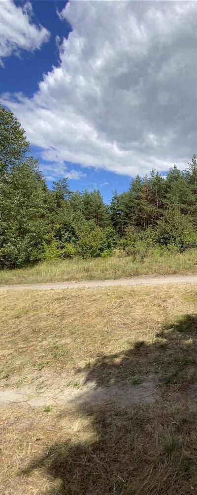 Ділянка в сосоновому лісі!